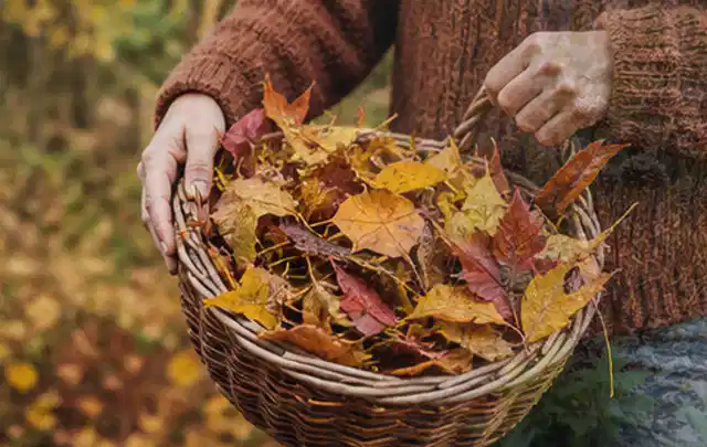 Person sammelt farbiges Herbstlaub in einem geflochtenen Gartenkorb; Thema Rasenunkraut, Schwerpunkt Frühjahr; Ausgangslage.