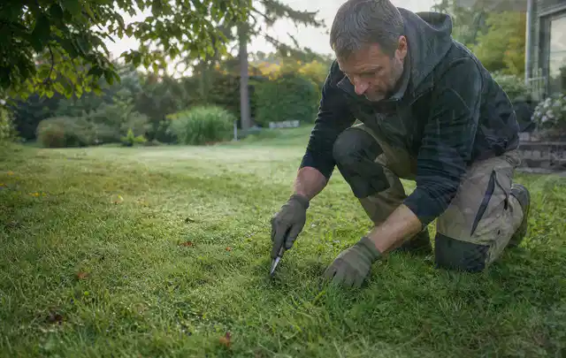Person prüft den Boden einer gepflegten Rasenfläche im Garten; Thema Rasenunkraut, Schwerpunkt Frühjahr; Umsetzung.
