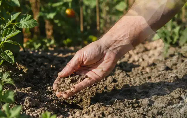 Hand prüft trockene krümelige Gartenerde während einer warmen Sommerphase; Thema Rasenunkraut, Schwerpunkt Frühjahr; Ergebnis.
