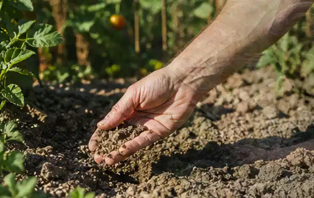 Hand prüft trockene krümelige Gartenerde während einer warmen Sommerphase; Thema Rasenunkraut, Schwerpunkt Herbstpflege; Kontrolle.
