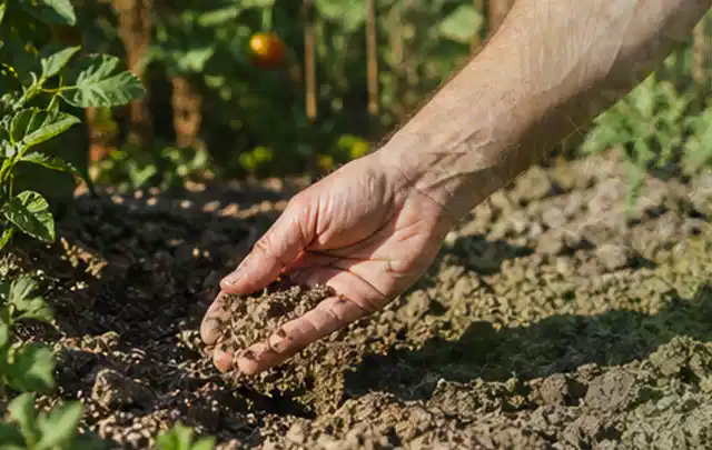 Hand prüft trockene krümelige Gartenerde während einer warmen Sommerphase; Thema Rasenunkraut, Schwerpunkt Kosten; Umsetzung.