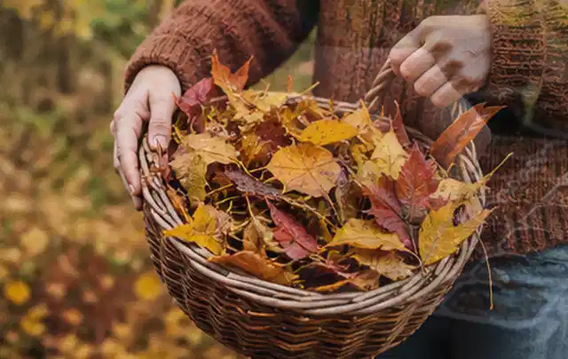 Person sammelt farbiges Herbstlaub in einem geflochtenen Gartenkorb; Thema Rasenunkraut, Schwerpunkt Kosten; Praxisalltag.