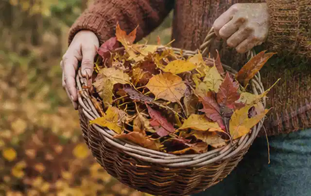Person sammelt farbiges Herbstlaub in einem geflochtenen Gartenkorb; Thema Rasenunkraut, Schwerpunkt Rasenpflege; Kontrolle.