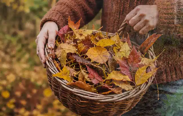 Person sammelt farbiges Herbstlaub in einem geflochtenen Gartenkorb; Thema Rasenunkraut, Schwerpunkt Sommerpflege; Praxisalltag.