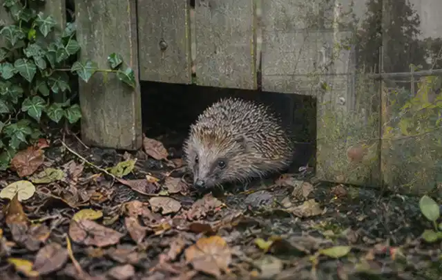 Igel nutzt einen bodennahen Durchgang unter einem hölzernen Gartenzaun; Thema Raupen, Schwerpunkt Bestimmung; Kontrolle.