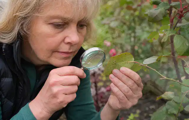 Person untersucht Blätter im Garten auf Schädlinge und Krankheitssymptome; Thema Raupen, Schwerpunkt Biologie; Umsetzung.
