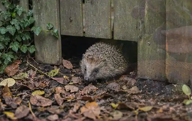Igel nutzt einen bodennahen Durchgang unter einem hölzernen Gartenzaun; Thema Raupen, Schwerpunkt Biologie; Kontrolle.