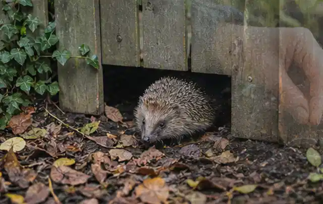 Igel nutzt einen bodennahen Durchgang unter einem hölzernen Gartenzaun; Thema Raupen, Schwerpunkt Fehlerhilfe; Ausgangslage.