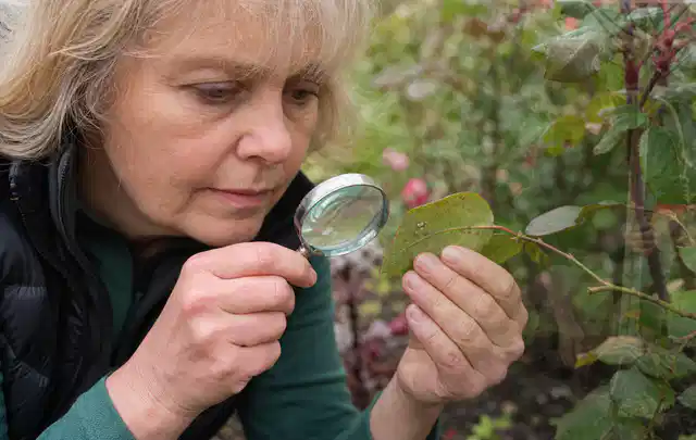 Person untersucht Blätter im Garten auf Schädlinge und Krankheitssymptome; Thema Raupen, Schwerpunkt Gewächshaus; Ergebnis.