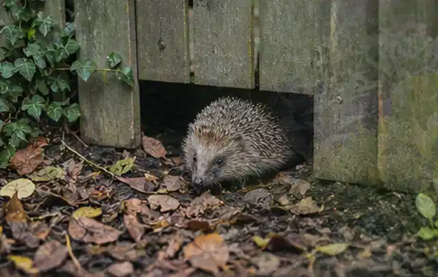 Igel nutzt einen bodennahen Durchgang unter einem hölzernen Gartenzaun; Thema Raupen, Schwerpunkt Gewächshaus; Praxisalltag.