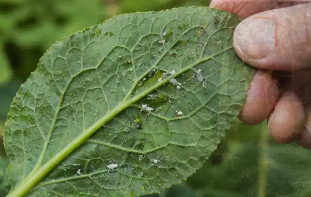 Hand hält ein Blatt mit kleinen hellen Schädlingen auf der Unterseite; Thema Raupen, Schwerpunkt Giftfreie Hilfe; Praxisalltag.