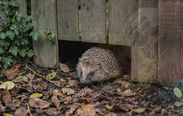 Igel nutzt einen bodennahen Durchgang unter einem hölzernen Gartenzaun; Thema Raupen, Schwerpunkt Natürliche Bekämpfung; Umsetzung.