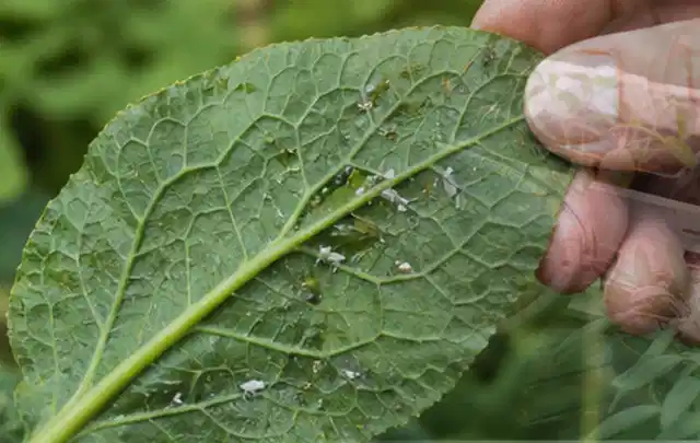 Hand hält ein Blatt mit kleinen hellen Schädlingen auf der Unterseite; Thema Raupen, Schwerpunkt Natürliche Bekämpfung; Ergebnis.