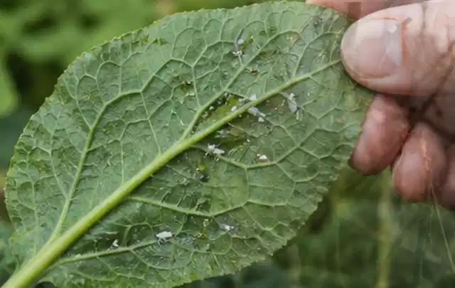Hand hält ein Blatt mit kleinen hellen Schädlingen auf der Unterseite; Thema Raupen, Schwerpunkt Nützlinge; Umsetzung.