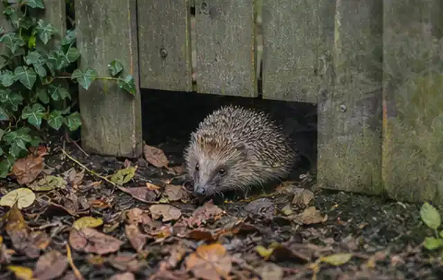 Igel nutzt einen bodennahen Durchgang unter einem hölzernen Gartenzaun; Thema Raupen, Schwerpunkt Nützlinge; Ergebnis.