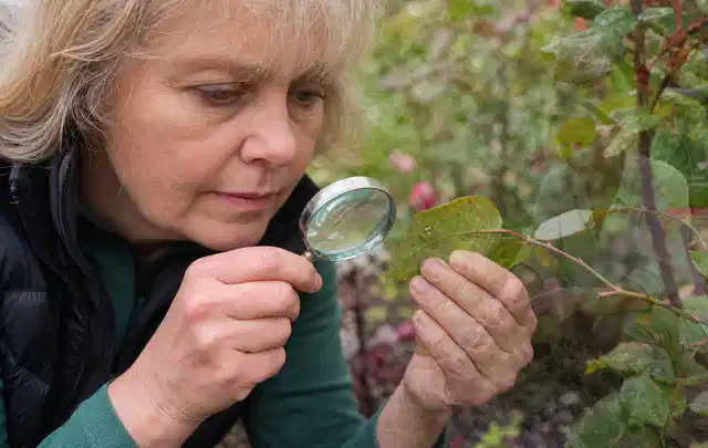 Person untersucht Blätter im Garten auf Schädlinge und Krankheitssymptome; Thema Raupen, Schwerpunkt Pflanzenhilfe; Umsetzung.