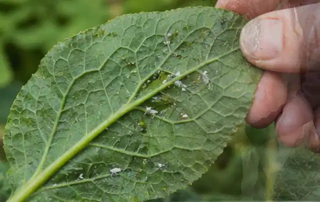 Hand hält ein Blatt mit kleinen hellen Schädlingen auf der Unterseite; Thema Raupen, Schwerpunkt Pflanzenhilfe; Ergebnis.