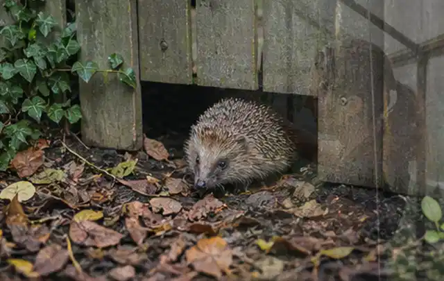 Igel nutzt einen bodennahen Durchgang unter einem hölzernen Gartenzaun; Thema Raupen, Schwerpunkt Schadbild; Kontrolle.