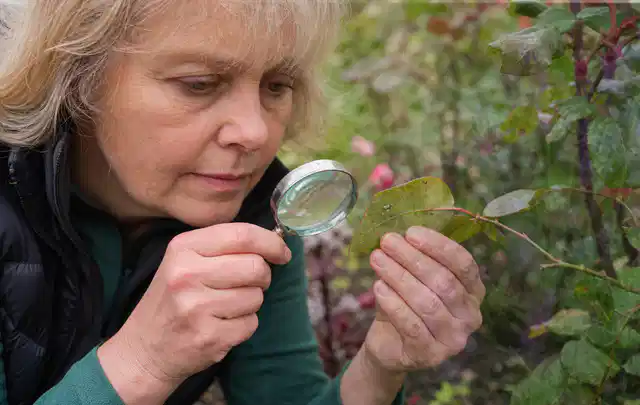 Person untersucht Blätter im Garten auf Schädlinge und Krankheitssymptome; Thema Raupen, Schwerpunkt Schadbild; Ergebnis.
