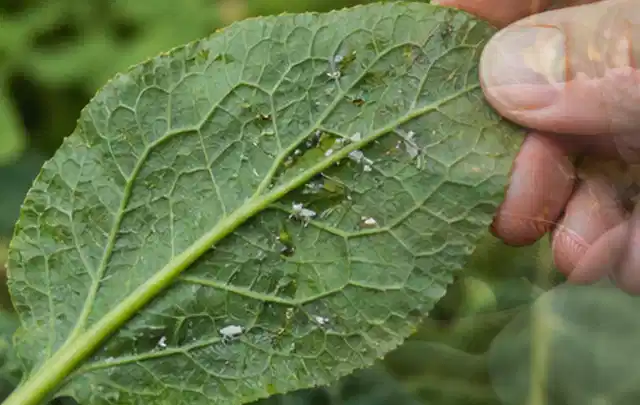 Hand hält ein Blatt mit kleinen hellen Schädlingen auf der Unterseite; Thema Raupen, Schwerpunkt Schadbild; Praxisalltag.