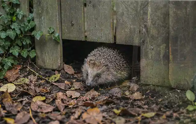 Igel nutzt einen bodennahen Durchgang unter einem hölzernen Gartenzaun; Thema Raupen, Schwerpunkt Schädlinge Krankheiten; Kontrolle.