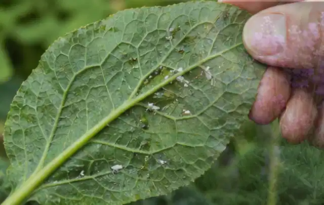 Hand hält ein Blatt mit kleinen hellen Schädlingen auf der Unterseite; Thema Raupen, Schwerpunkt Soforthilfe; Praxisalltag.