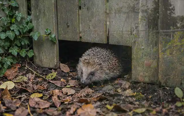 Igel nutzt einen bodennahen Durchgang unter einem hölzernen Gartenzaun; Thema Raupen, Schwerpunkt Ursachen; Umsetzung.
