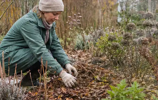 Person verteilt eine schützende Mulchschicht zwischen winterlichen Stauden; Thema Raupen, Schwerpunkt Ursachen; Ergebnis.