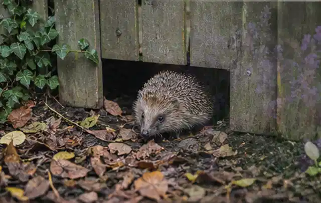 Igel nutzt einen bodennahen Durchgang unter einem hölzernen Gartenzaun; Thema Raupen, Schwerpunkt Vorbeugung; Kontrolle.