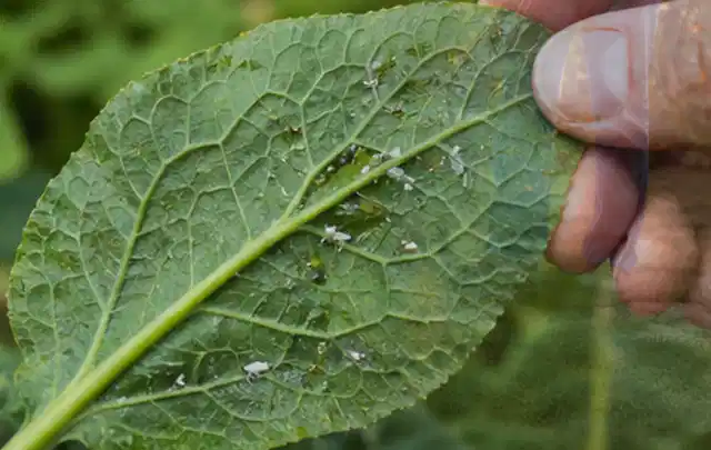 Hand hält ein Blatt mit kleinen hellen Schädlingen auf der Unterseite; Thema Raupen, Schwerpunkt Vorbeugung; Ergebnis.