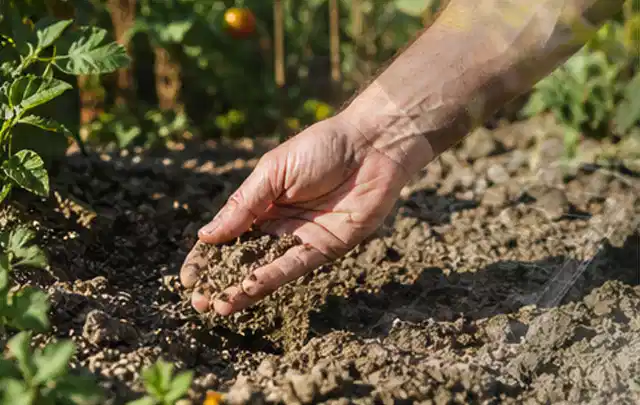 Hand prüft trockene krümelige Gartenerde während einer warmen Sommerphase; Thema Regentonnen, Schwerpunkt Gärten mit kleiner Fläche; Kontrolle.