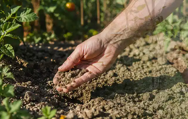 Hand prüft trockene krümelige Gartenerde während einer warmen Sommerphase; Thema Regentonnen, Schwerpunkt Kosten; Ergebnis.