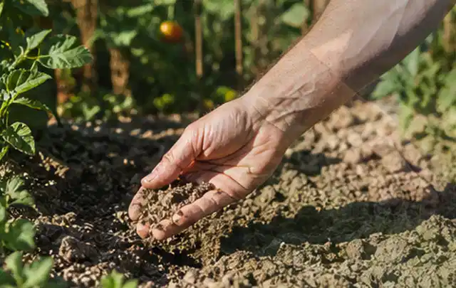 Hand prüft trockene krümelige Gartenerde während einer warmen Sommerphase; Thema Regentonnen, Schwerpunkt Reinigung; Praxisalltag.