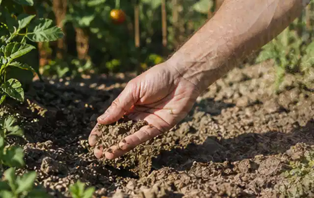 Hand prüft trockene krümelige Gartenerde während einer warmen Sommerphase; Thema Regentonnen, Schwerpunkt Testkriterien; Umsetzung.