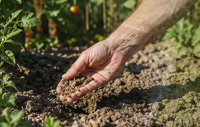 Hand prüft trockene krümelige Gartenerde während einer warmen Sommerphase; Thema Regentonnen, Schwerpunkt Winterlager; Kontrolle.