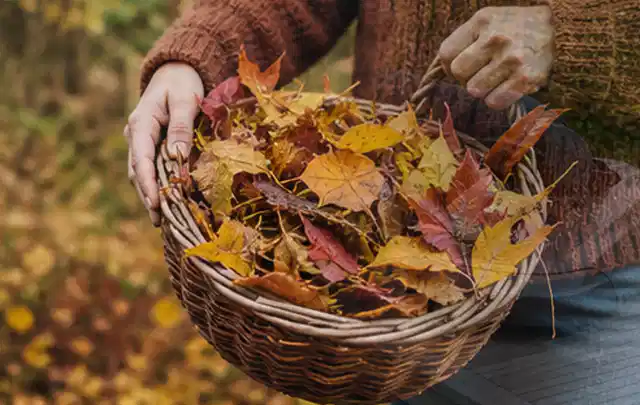 Person sammelt farbiges Herbstlaub in einem geflochtenen Gartenkorb; Thema Rollrasen, Schwerpunkt Bewässerung; Ausgangslage.