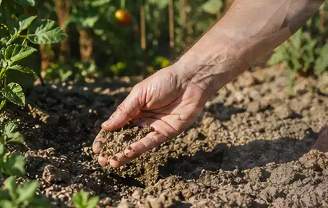 Hand prüft trockene krümelige Gartenerde während einer warmen Sommerphase; Thema Rollrasen, Schwerpunkt Bewässerung; Kontrolle.