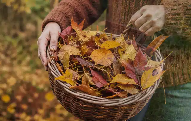 Person sammelt farbiges Herbstlaub in einem geflochtenen Gartenkorb; Thema Rollrasen, Schwerpunkt Bodenpflege; Kontrolle.