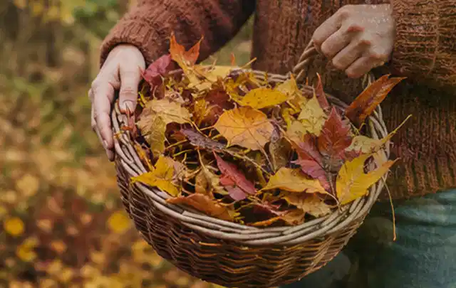 Person sammelt farbiges Herbstlaub in einem geflochtenen Gartenkorb; Thema Rollrasen, Schwerpunkt Checkliste; Kontrolle.