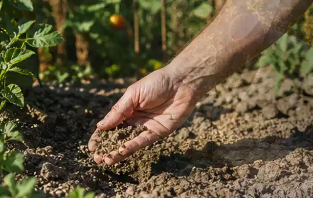 Hand prüft trockene krümelige Gartenerde während einer warmen Sommerphase; Thema Rollrasen, Schwerpunkt Fehlerhilfe; Ausgangslage.