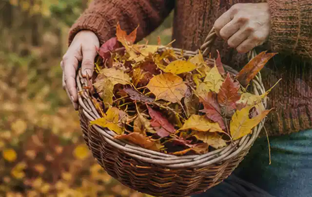 Person sammelt farbiges Herbstlaub in einem geflochtenen Gartenkorb; Thema Rollrasen, Schwerpunkt Fehlerhilfe; Umsetzung.