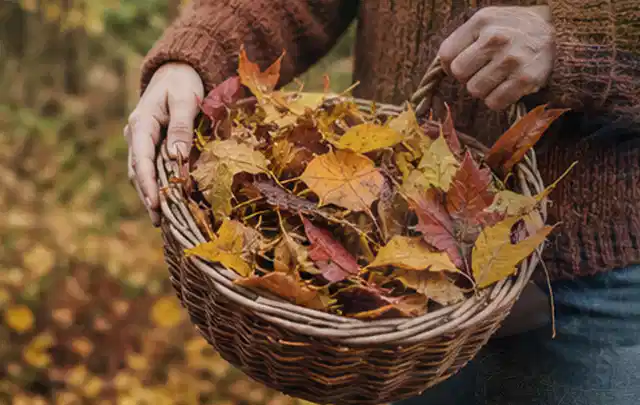Person sammelt farbiges Herbstlaub in einem geflochtenen Gartenkorb; Thema Rollrasen, Schwerpunkt Herbstpflege; Kontrolle.