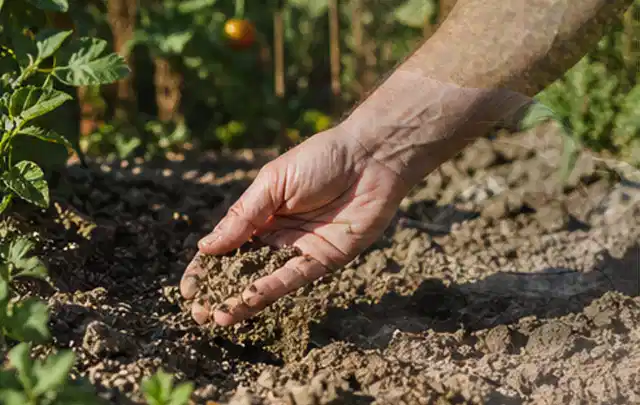 Hand prüft trockene krümelige Gartenerde während einer warmen Sommerphase; Thema Rollrasen, Schwerpunkt Herbstpflege; Ergebnis.