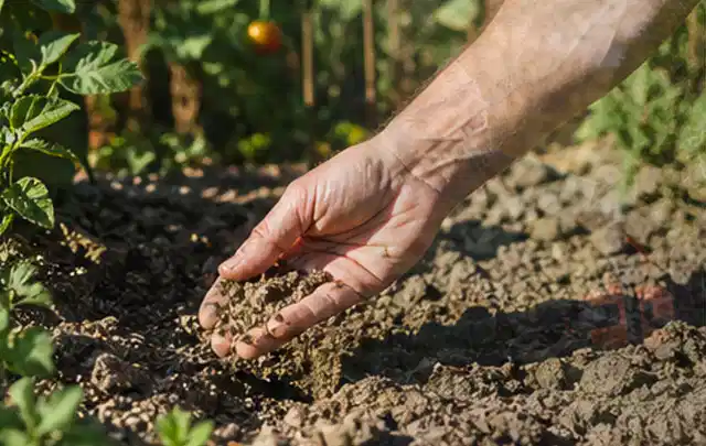 Hand prüft trockene krümelige Gartenerde während einer warmen Sommerphase; Thema Rollrasen, Schwerpunkt Moos; Ausgangslage.