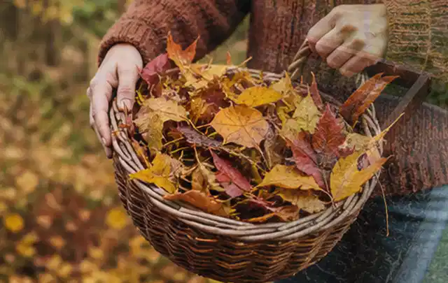 Person sammelt farbiges Herbstlaub in einem geflochtenen Gartenkorb; Thema Rollrasen, Schwerpunkt Moos; Umsetzung.