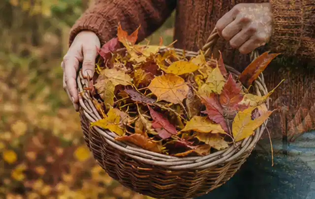 Person sammelt farbiges Herbstlaub in einem geflochtenen Gartenkorb; Thema Rollrasen, Schwerpunkt Neuanlage; Praxisalltag.