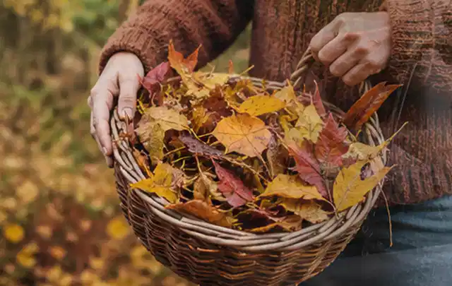 Person sammelt farbiges Herbstlaub in einem geflochtenen Gartenkorb; Thema Rollrasen, Schwerpunkt Rasen; Ergebnis.