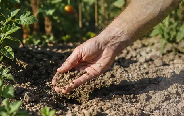 Hand prüft trockene krümelige Gartenerde während einer warmen Sommerphase; Thema Rollrasen, Schwerpunkt Rasenpflege; Ausgangslage.