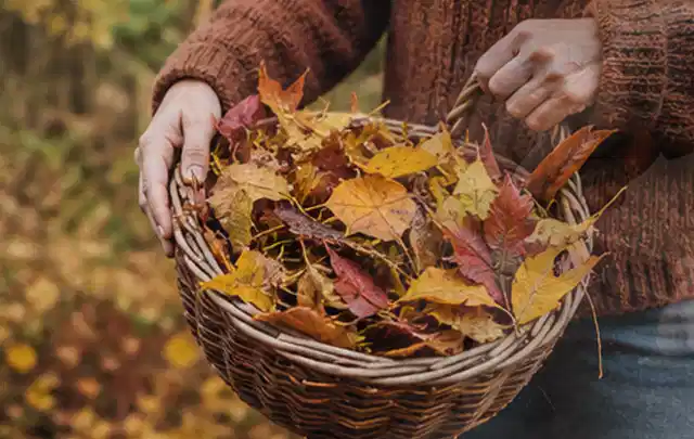 Person sammelt farbiges Herbstlaub in einem geflochtenen Gartenkorb; Thema Rollrasen, Schwerpunkt Rasenpflege; Ergebnis.