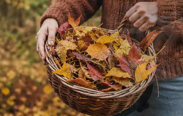 Person sammelt farbiges Herbstlaub in einem geflochtenen Gartenkorb; Thema Rollrasen, Schwerpunkt Rasenschnitt; Umsetzung.